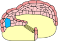 Candy Split Level Igloo